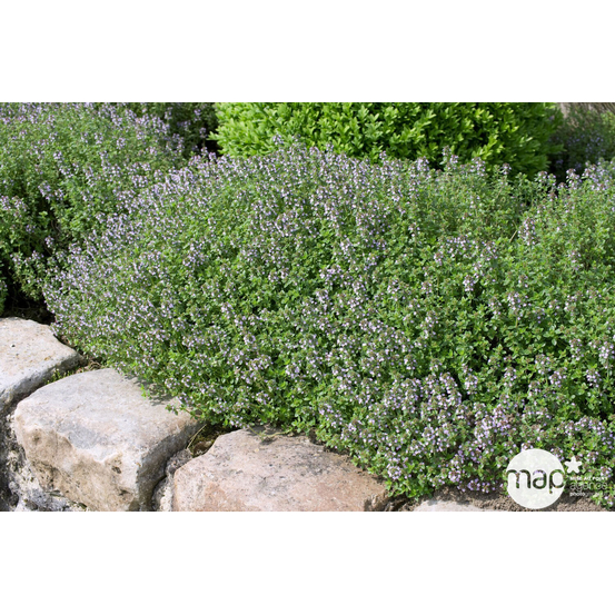 Plant de thym commun : pot de 1 litre