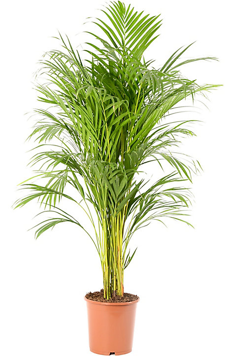 Plante en pot Areca dypsis - 24cm