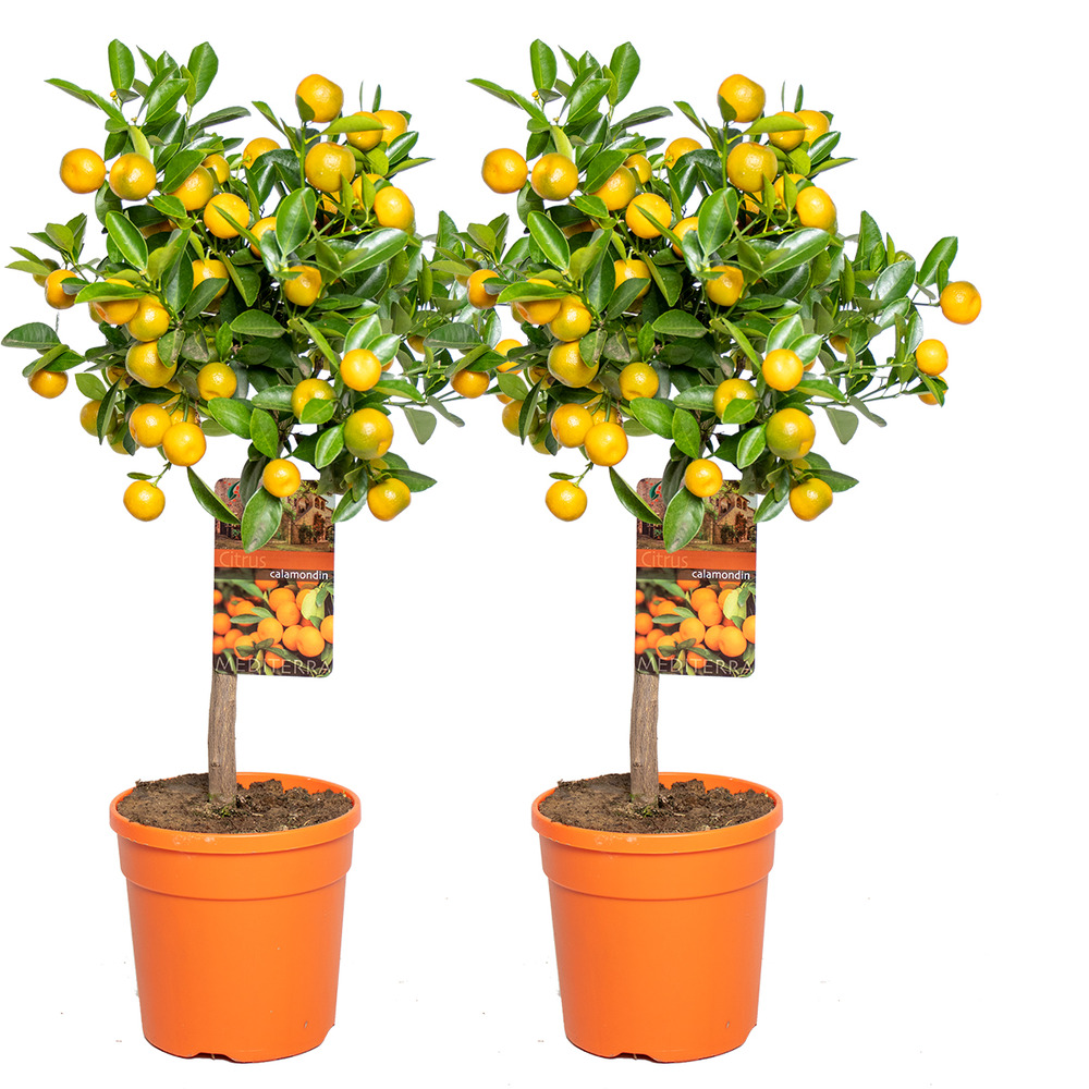 2x citrus mitis 'calamondin' - mandarinier - arbre fruitier - persistant - ⌀19 cm - ↕55-65 cm