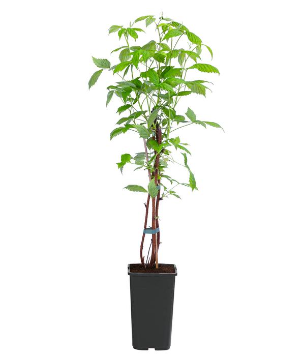 Herbst-Himbeere 'Autumn Happy'®