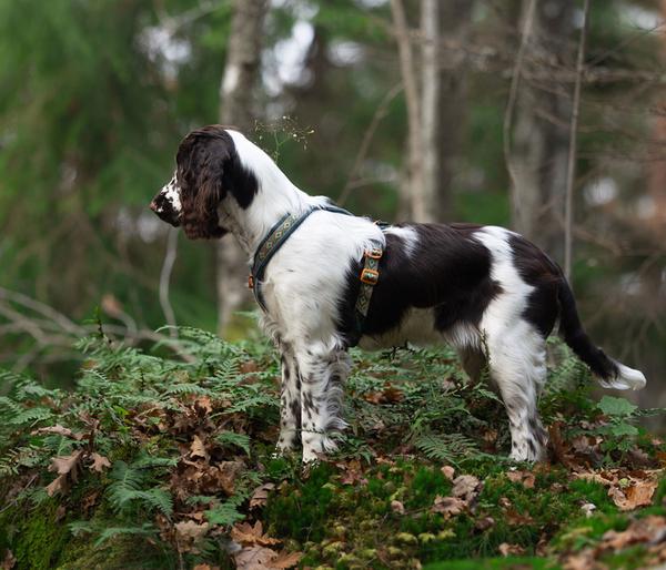 Non-stop dogwear Hundegeschirr Line Harness