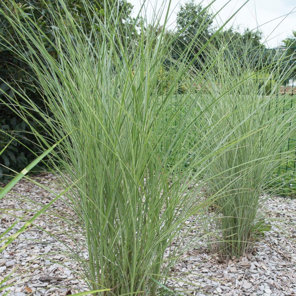 Herbe à éléphant sinensis gracilinus/miscanthus sinensis gracilinus[-]pot de 7,5l - 40/60 cm