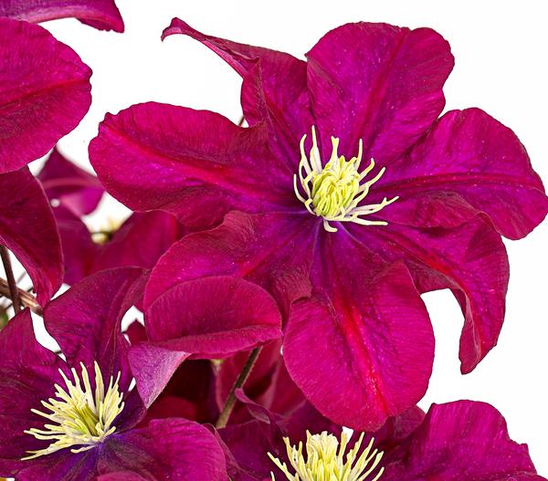 Waldrebe - Clematis, Rankhilfe