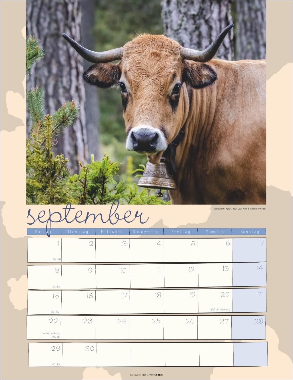 Kuh Kalender 2025