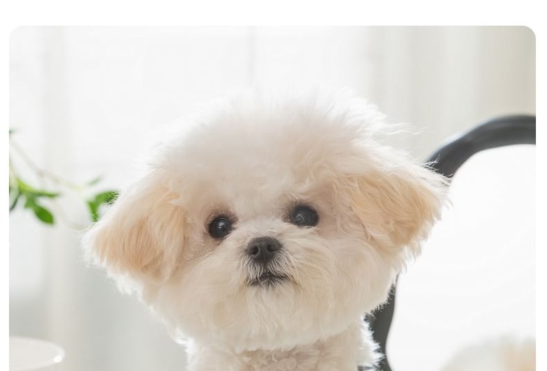 Cissilli - Pet Top met strik