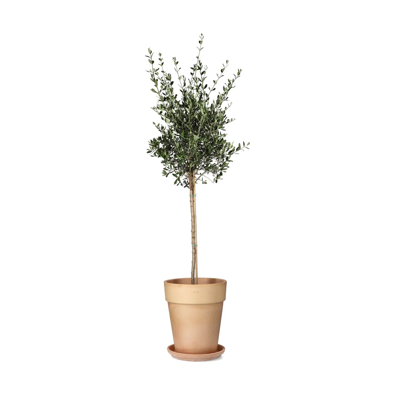 Olea europaea Oliventre Høyde 100-140 cm