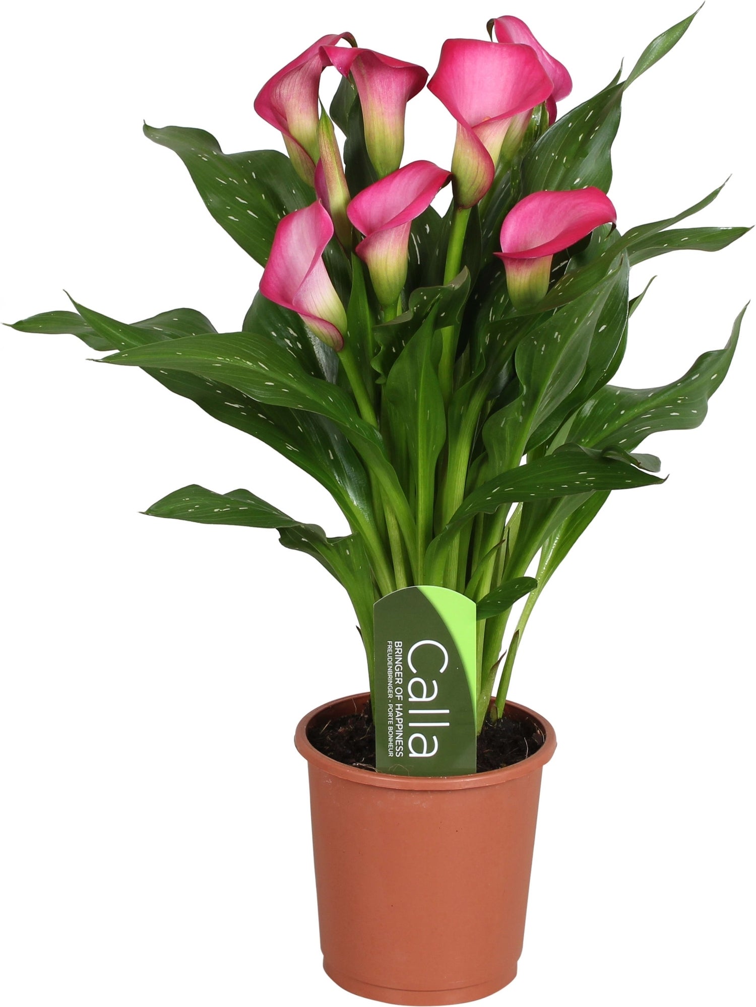 Aronskelk (Zantedeschia 'Zazu') roze D 13 H 40 cm