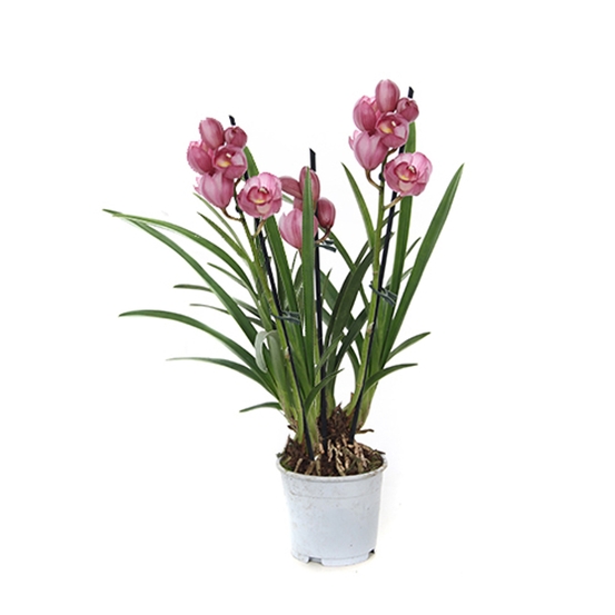 Orchidée CYMBIDIUM SIMONO 3 TIGES D12 H50