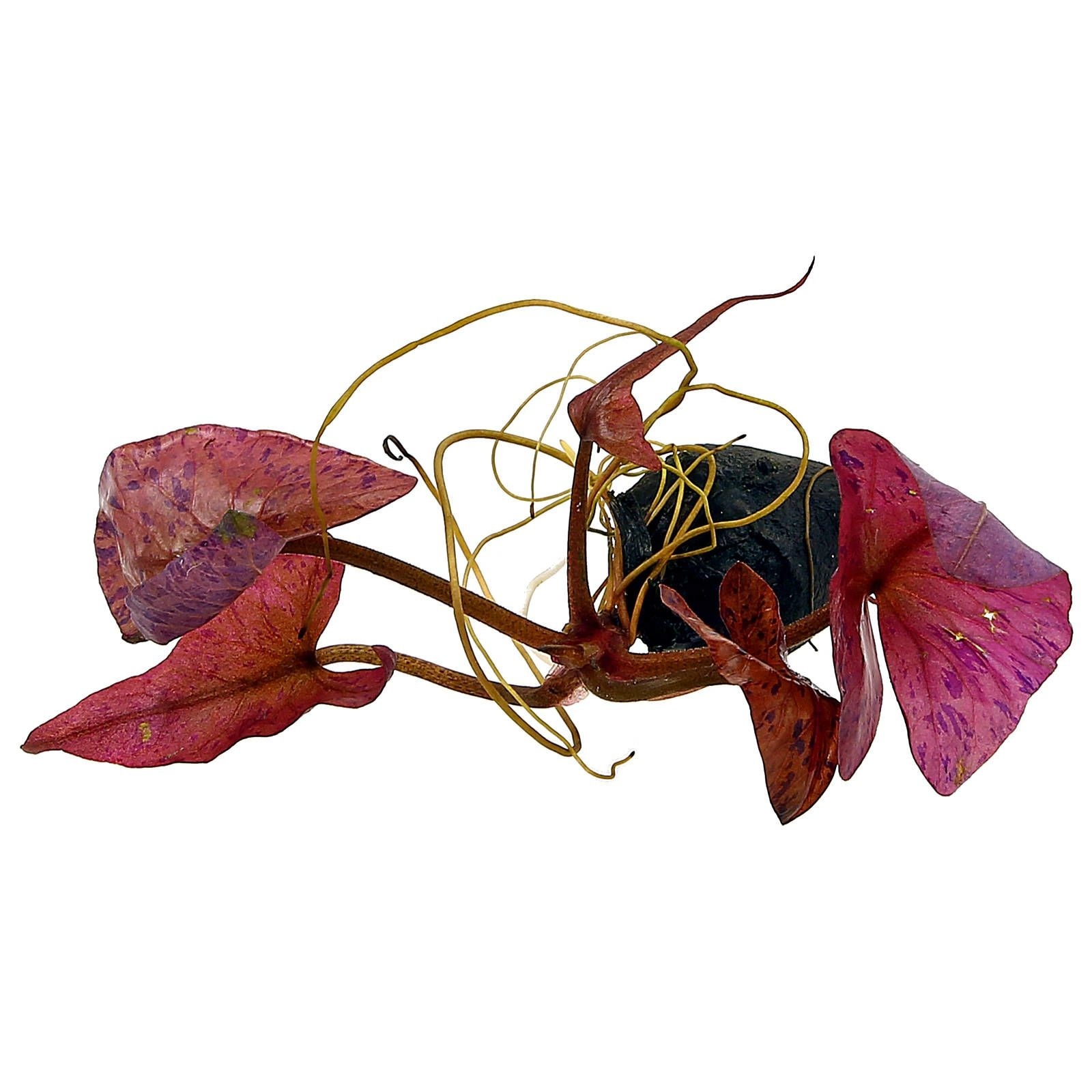 Waterplant Nymphaea Lotus 'Red' knol