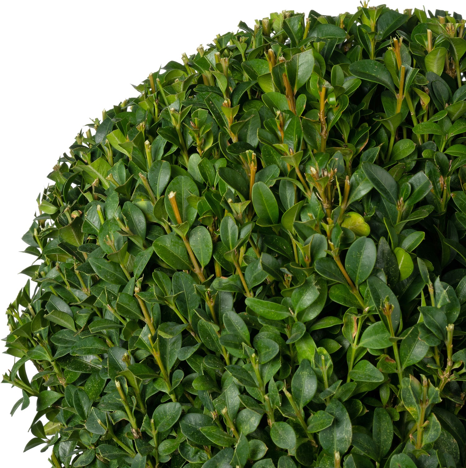 Buxus (Buxus sempervirens) D 23 H 25 cm