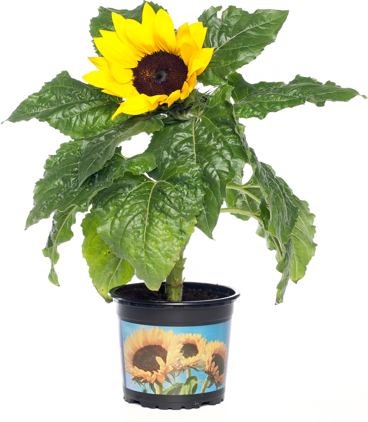 Zonnebloem (Helianthus sunfinity 'Yellow Dark Center') D 23 H 55 cm