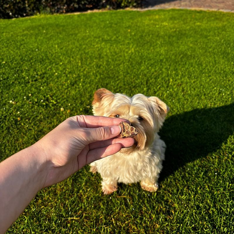 Dierapotheker Hertenlong Hond | 400 gram | 15504.1