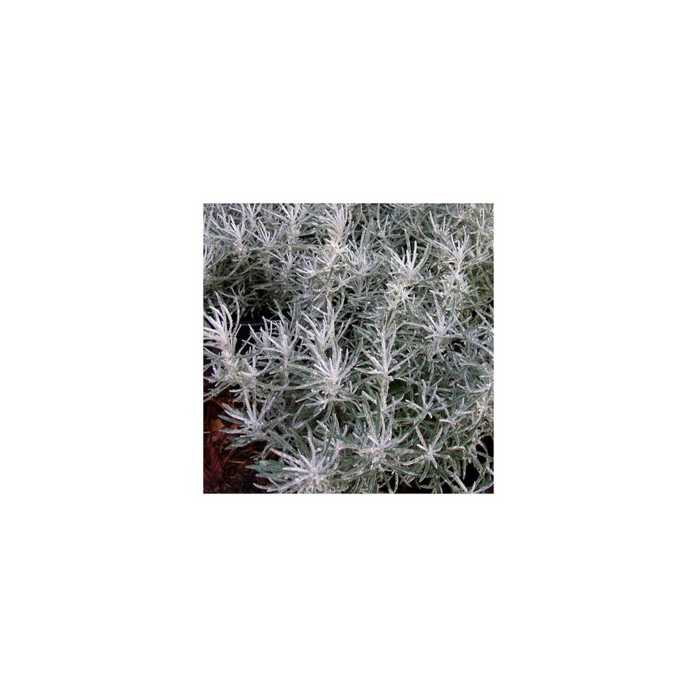Immortelle italicum ssp. Serotinum/helichrysum italicum ssp. Serotinum[-]godet - 5/20 cm