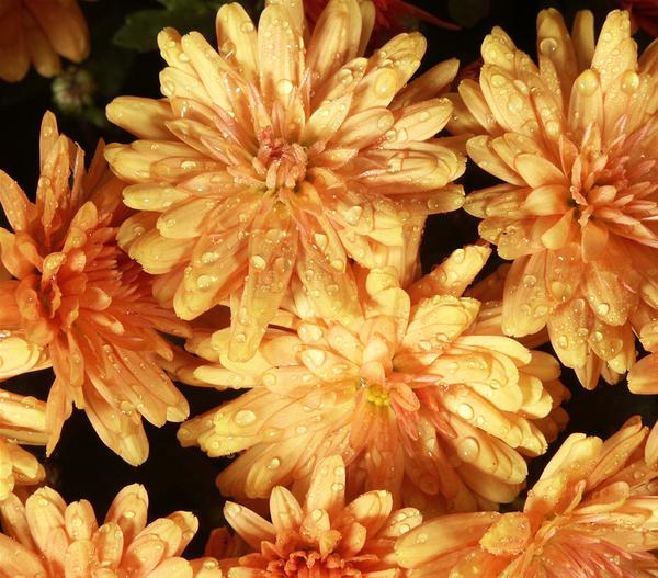 Herbst-Chrysantheme