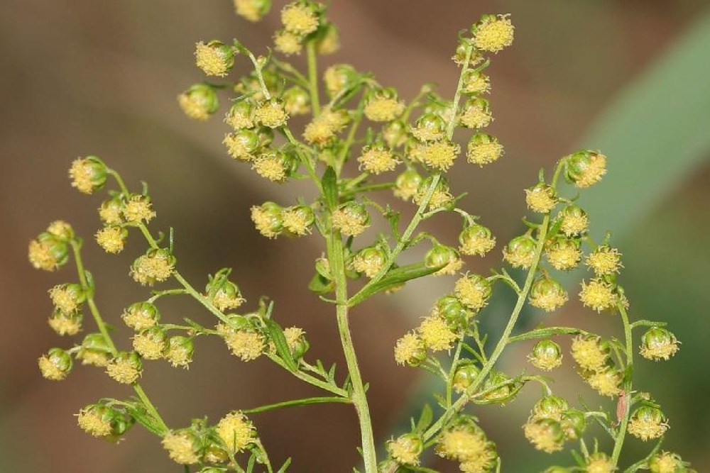 Jardin dans le sac - armoise annuelle qing hao - 250 graines - artemisia annua