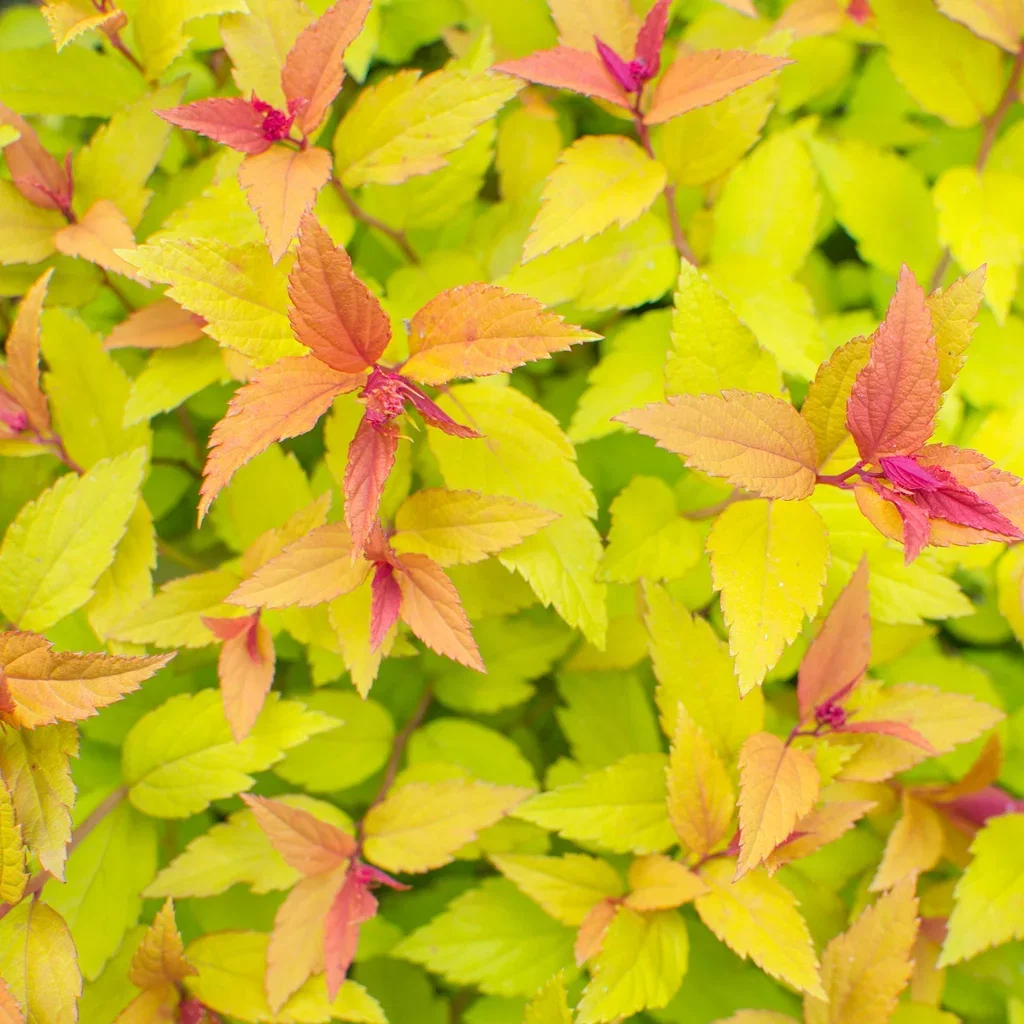 Spiraea japonica 'Walbuma' Japanspirea 'Walbuma' Ø22 cm