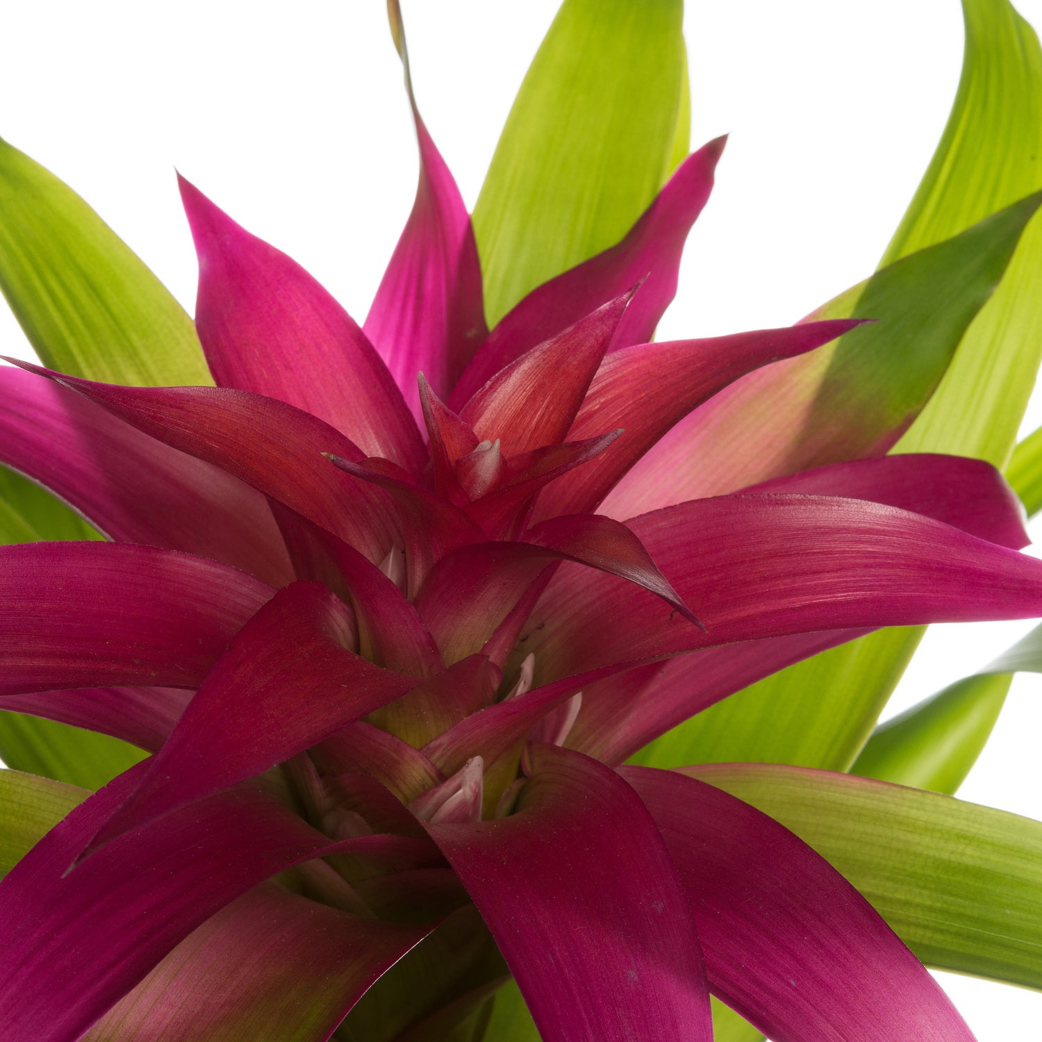 Guzmania (Guzmania 'Deseo Pink') D 12 H 45 cm