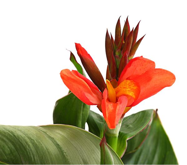 Indisches Blumenrohr, verschiedene Sorten