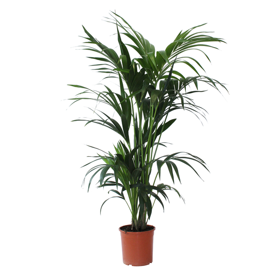 Kentia H120cm, 6 pieds : pot D21cm