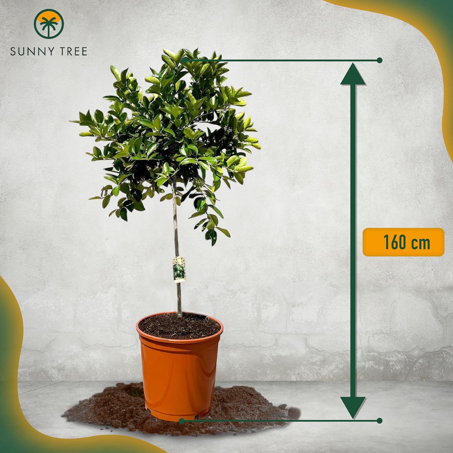 Sunny Tree - Limettenbaum - 8 Jahre alt - Citrus Latifolia - Zitruspflanze - 160 zentimeter - A+ Ware