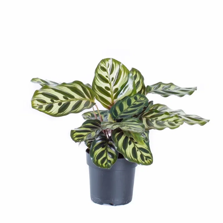 Goeppertia makoyana Calathea 'Makoyana' Høyde 50 cm