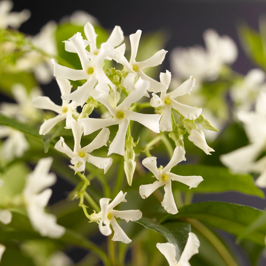 Toscaanse Jasmijn (Trachelospermum jasminoides) D 23 H 117 cm