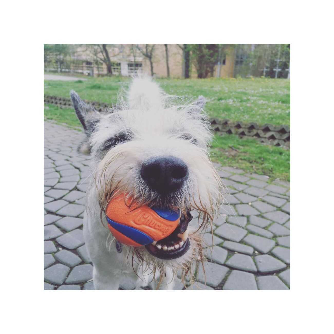 ChuckIt ! Ultra Ball 2 Stück M
