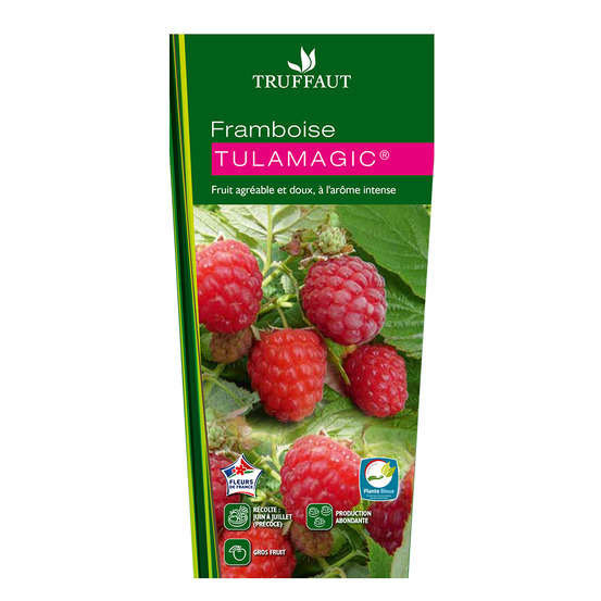 Framboisier Tulamagic® 'Fruatfri' : pot de 1,5 litres