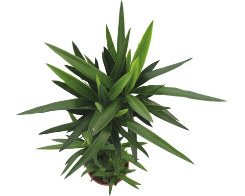 Kamerplanten Groen Mix FloraSelf H 120-140 cm Ø 24 cm Pot diverse soorten 1 st.
