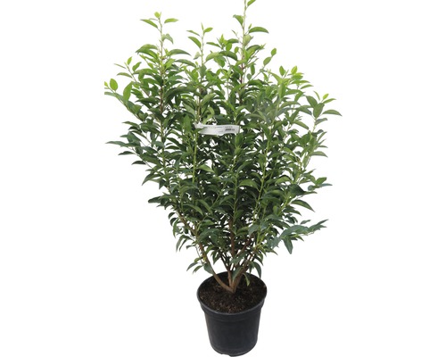 Portugese laurier FloraSelf Prunus lusitanica H 80-100 cm Co 10 L Minimale bestelhoeveelheid 13 stuks voor ca. 5 m haag