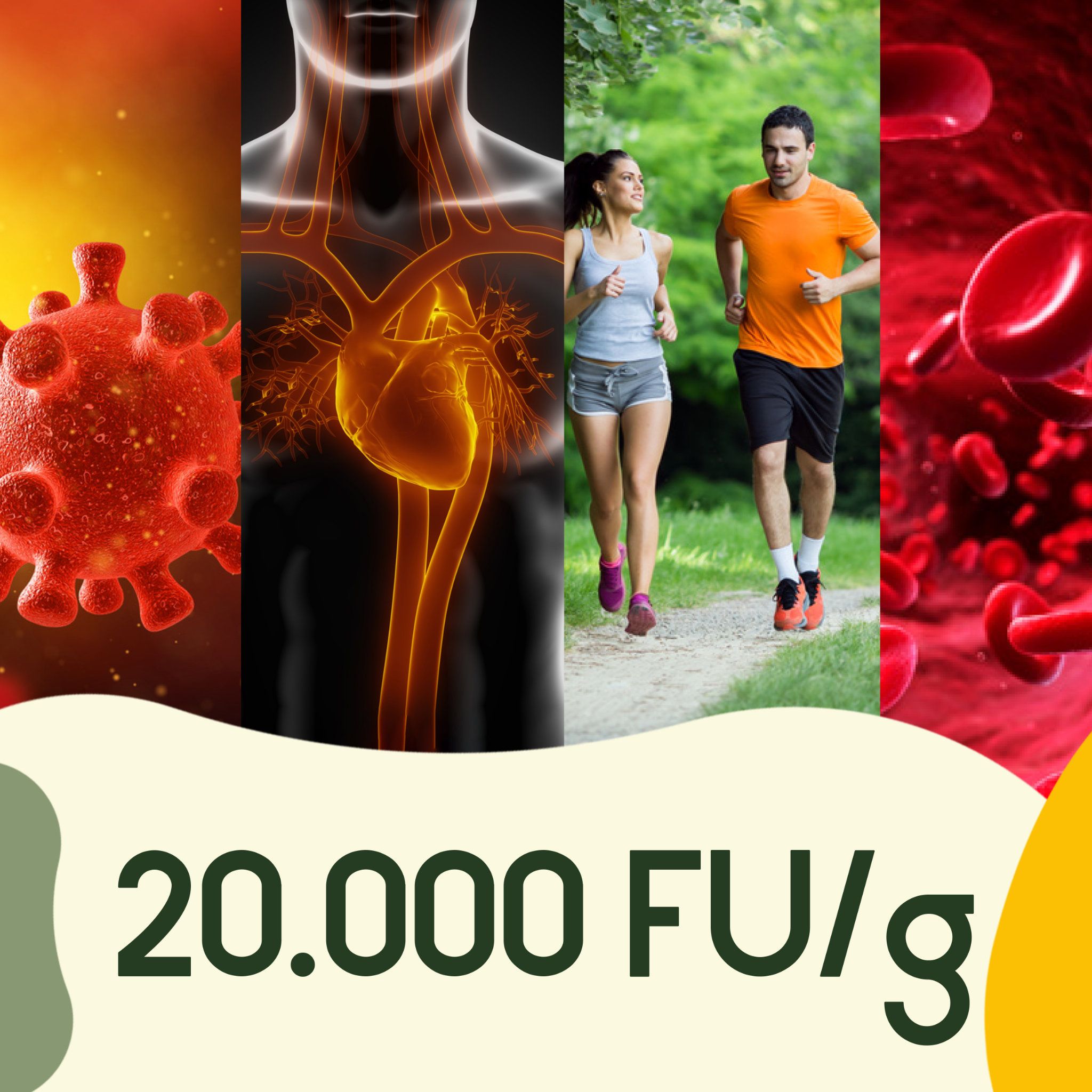 WURZELLIEBE Nattokinase 100 mg & 20.000 FU/g 240 vegane Kapseln