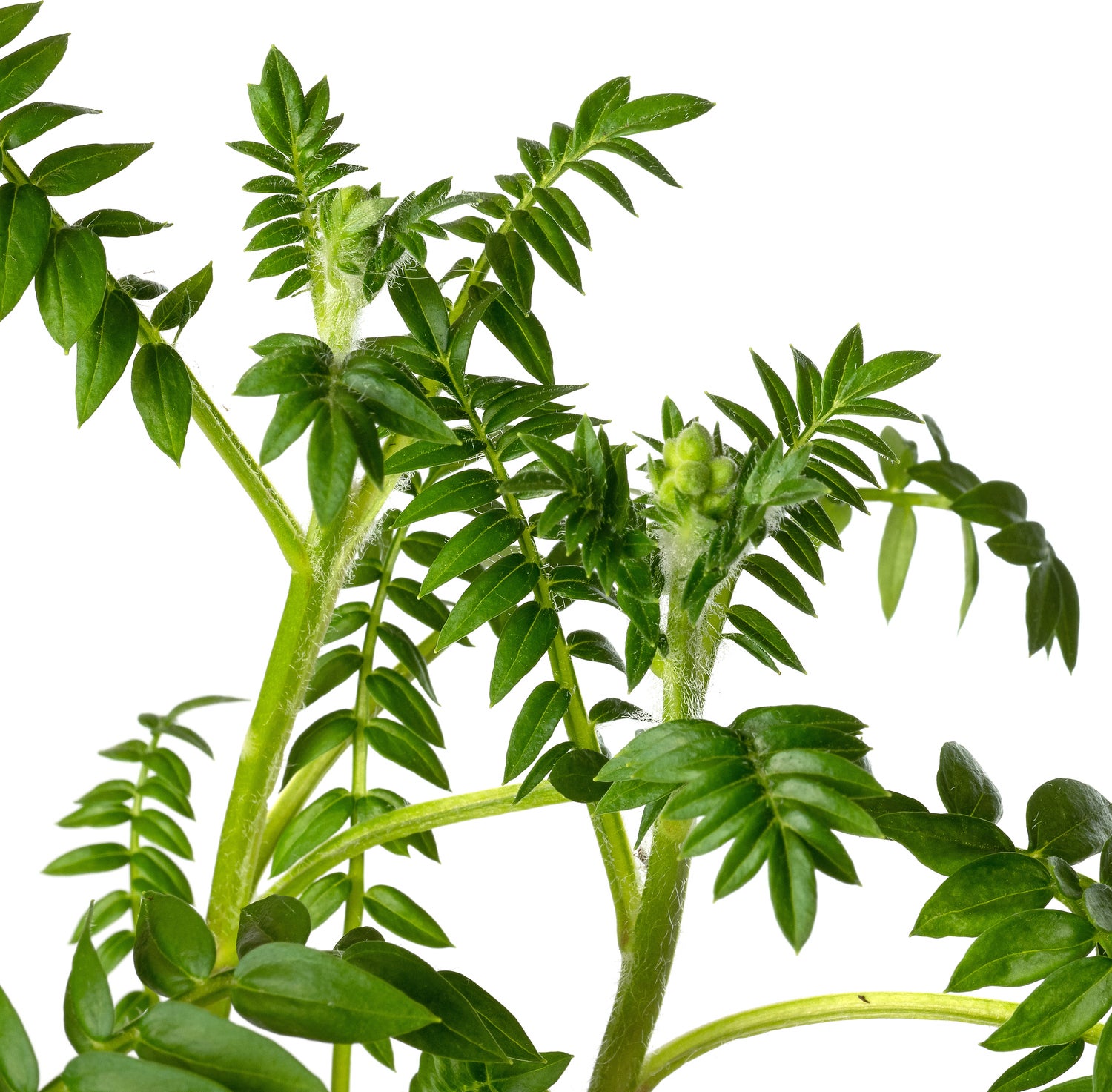 Jacobsladder (Polemonium reptans 'Blue Pearl') D 9 H 10 cm