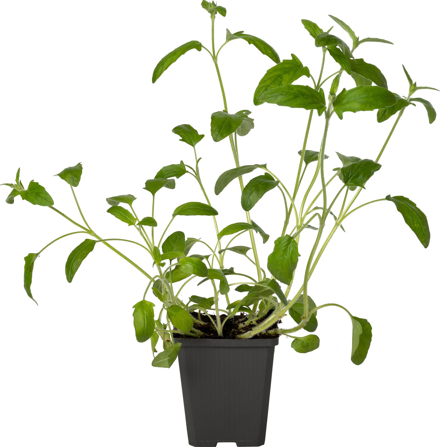 Bijenkorfje (Prunella grandiflora 'Alba') D 9 H 15 cm