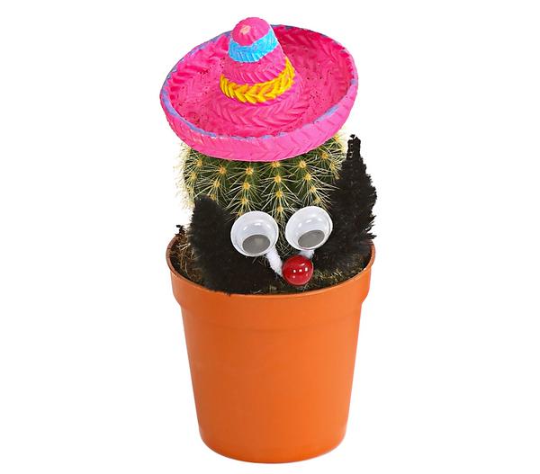 Kaktus mit Sombrero - Cactaceae, verschiedene