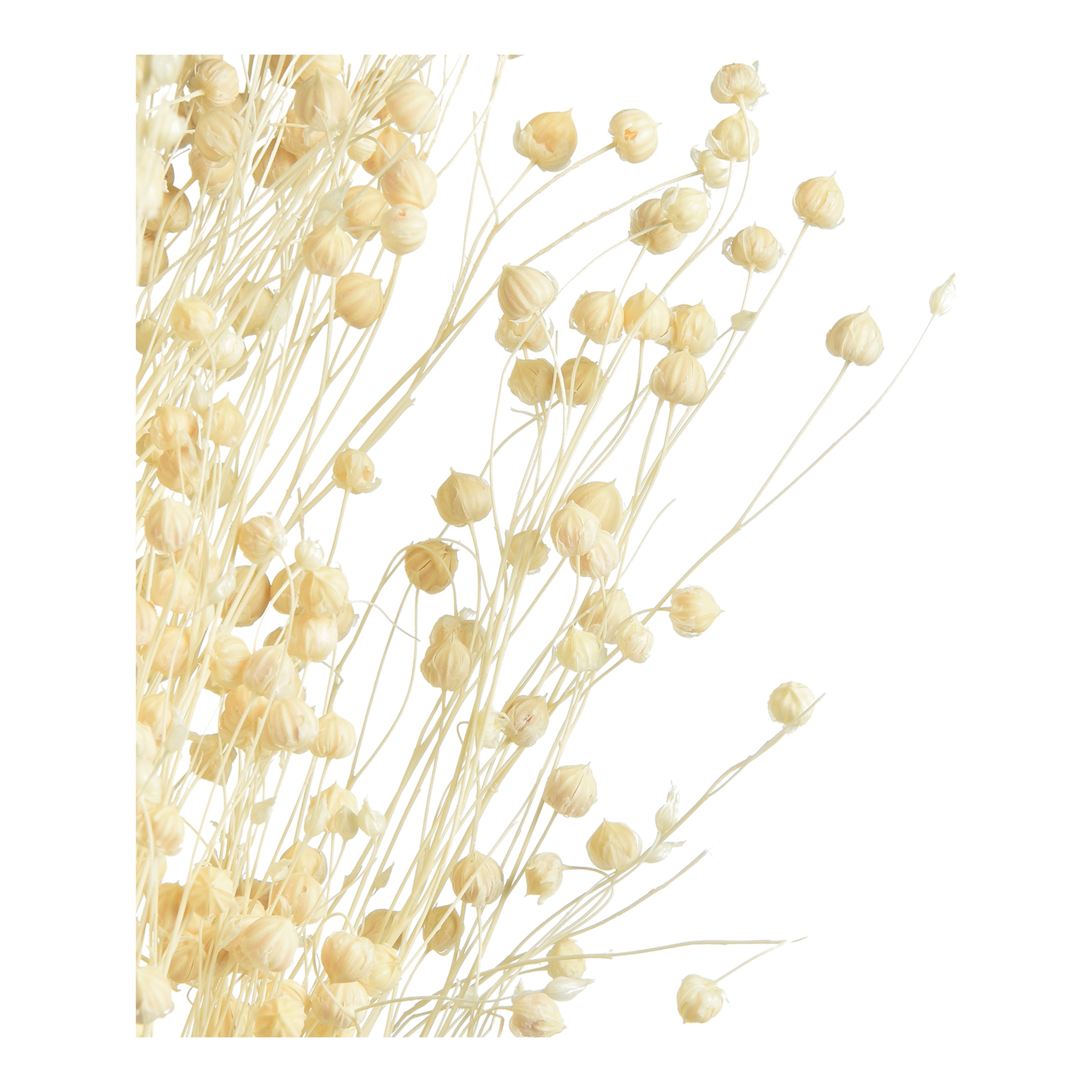 natur, L 55 cm