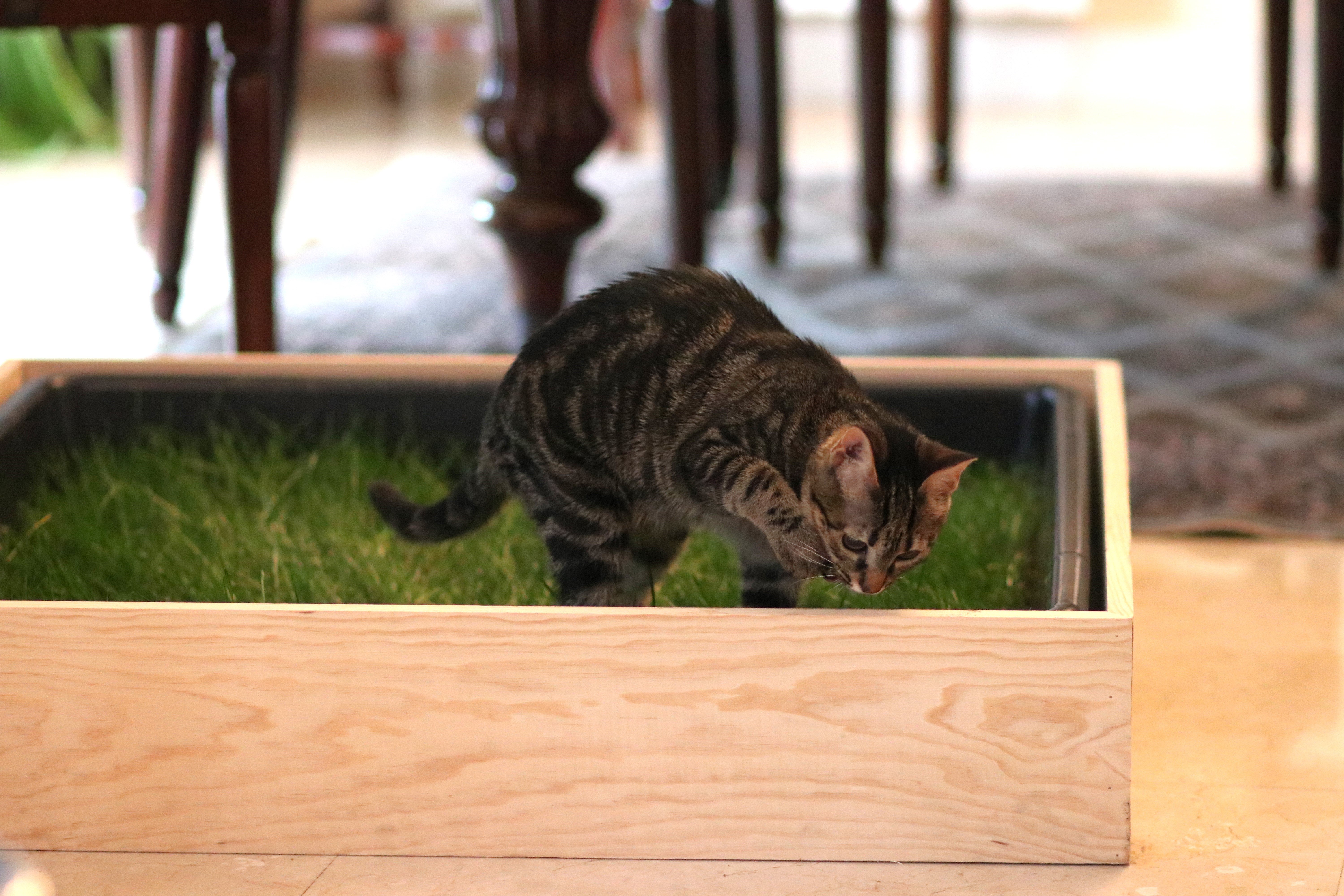 Petground, Cama para Gatos, Caixa de Madeira, Acessório, Mobiliário, Padrão