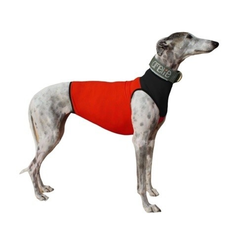 Macacão Galguita Amelie em lycra vermelha e preta para galgos e cães de caça.