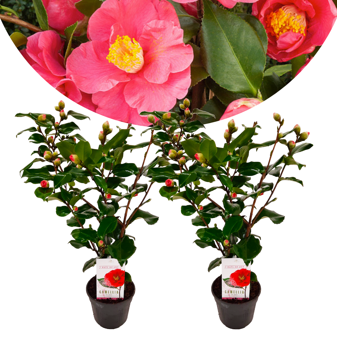 Camellia japonica 'dr. King' - set de 2 - rose - pot 15cm - hauteur 50-60cm