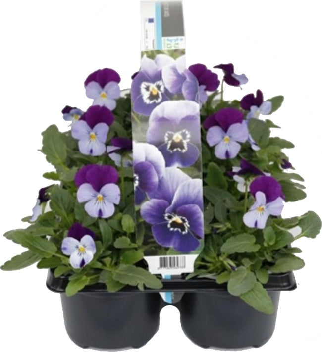 Hoornviool (Viola cornuta) sixpack licht paars D 9 H 10 cm