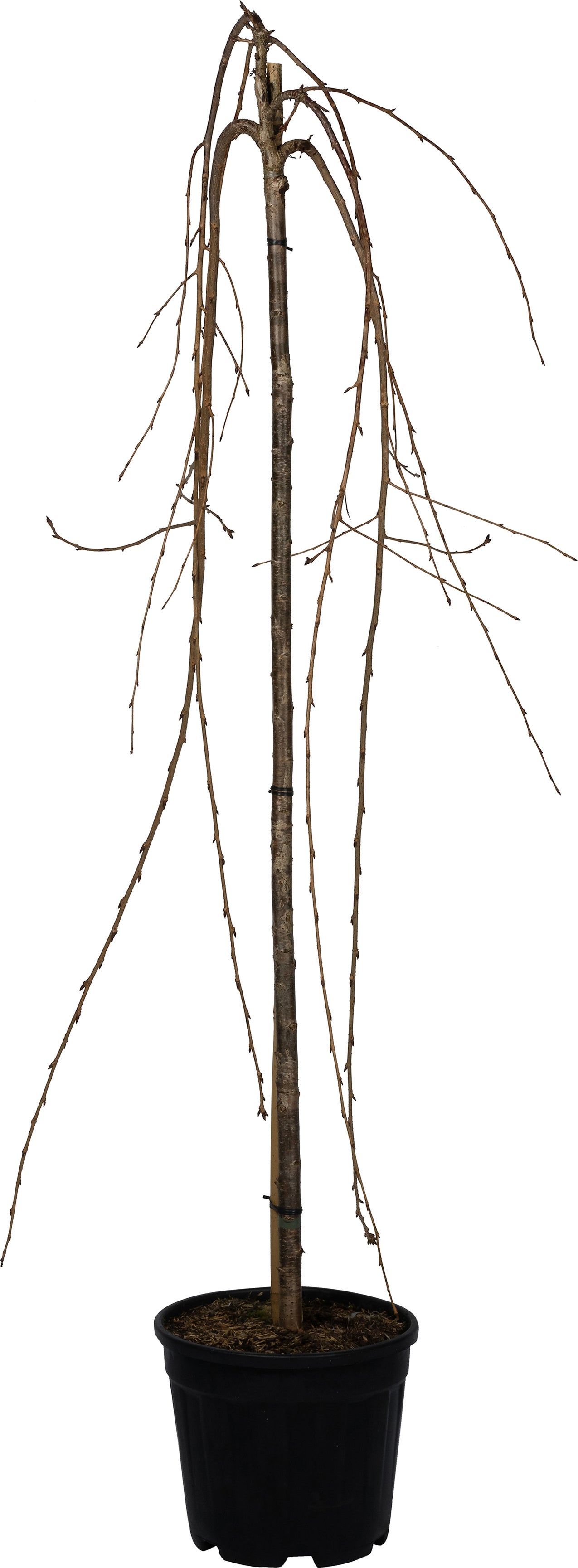 Japanse sierkers (Prunus serrulata 'Kiku-Shidare-Zakura') D 28 H 120 cm