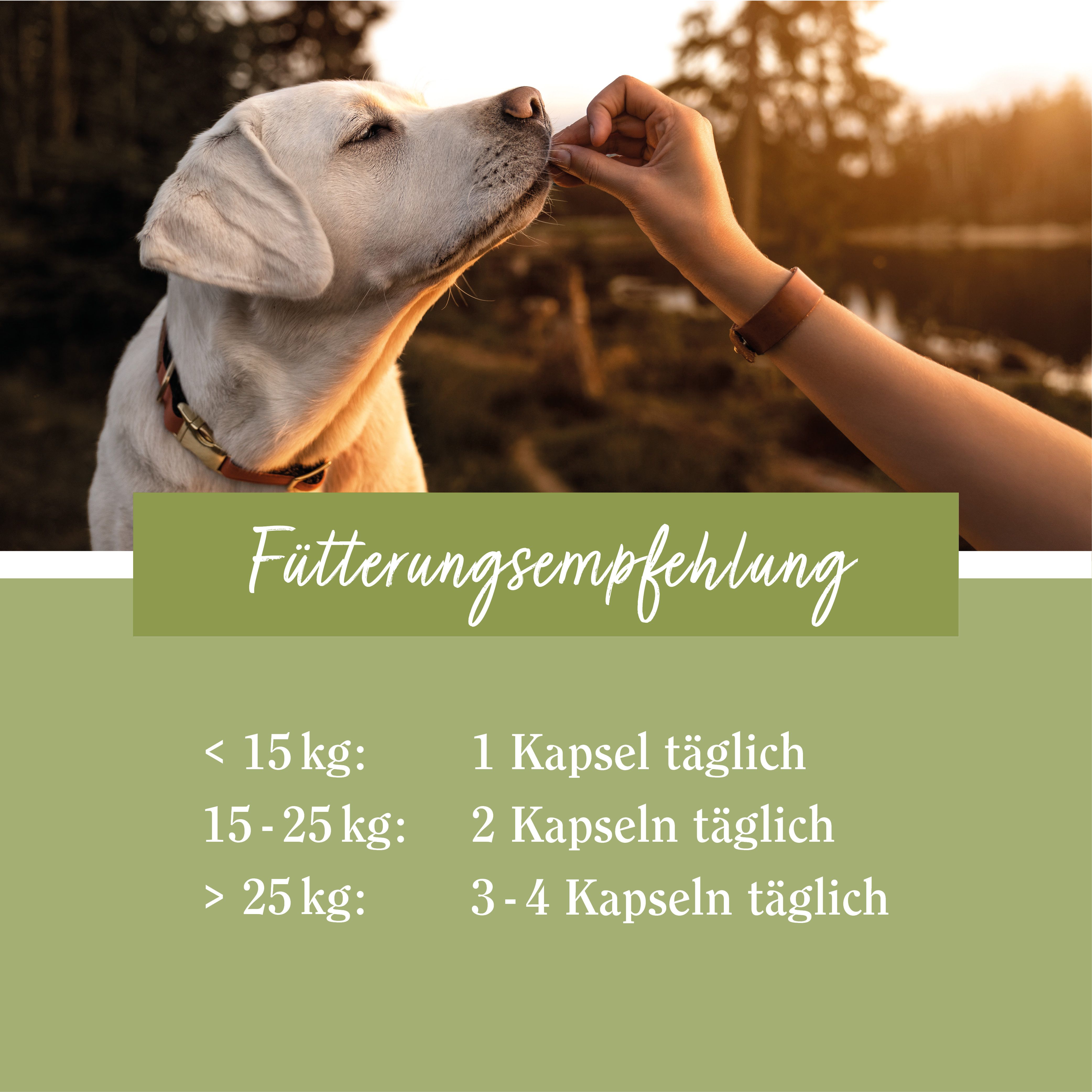 Sanct Bernhard tierlieb Grünlippmuschel Hunde-Kapseln