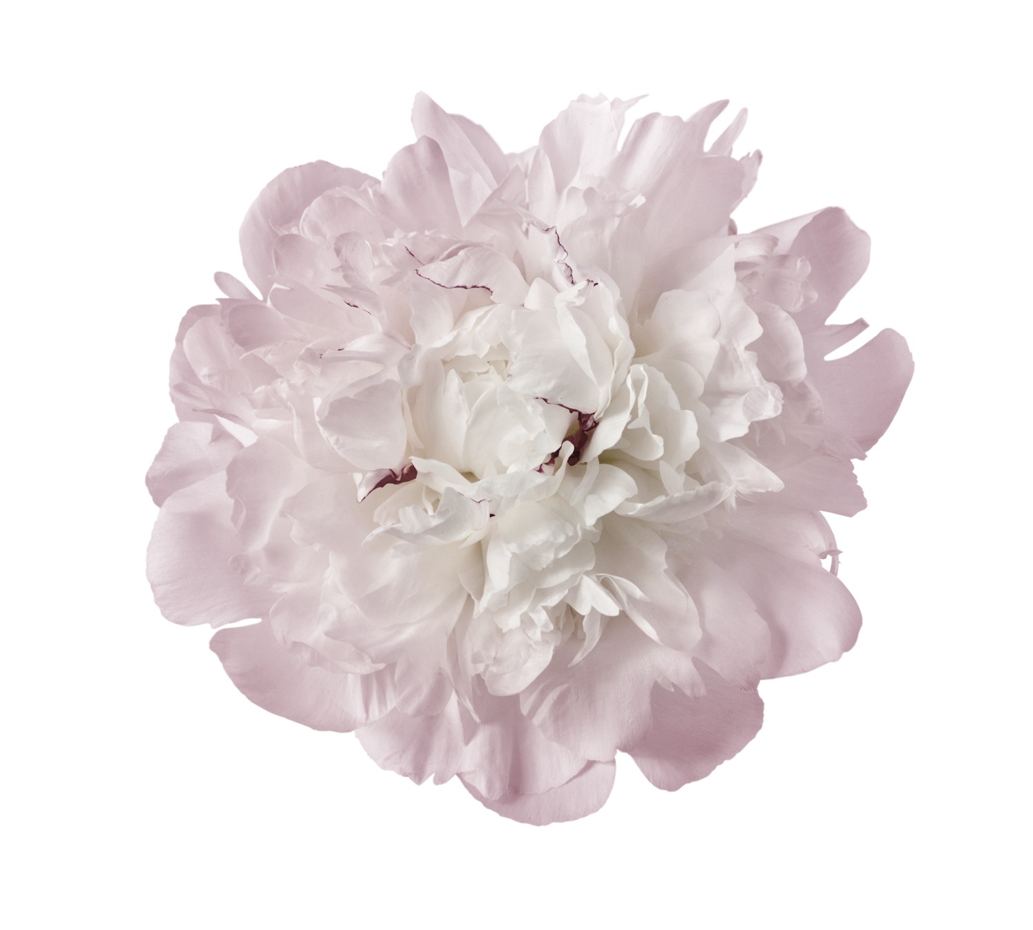 queence Wandtattoo »Julia« Wandbild, Sticker, rosa, Blume, Blüte, selbstklebend