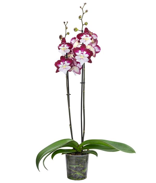 Schmetterlingsorchidee - Phalaenopsis