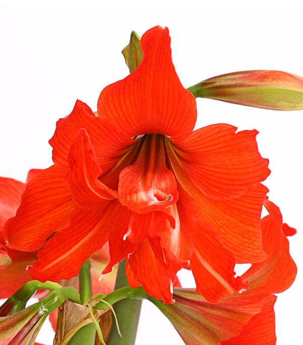 Amaryllis - Hippeastrum-Hybride 'Multiflora',