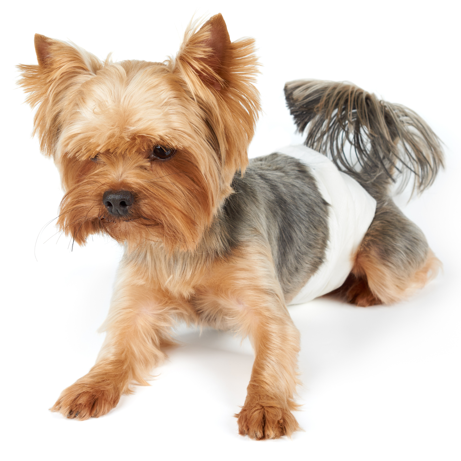 Fraldas descartáveis para cães machos, 10 unidades, tamanho M