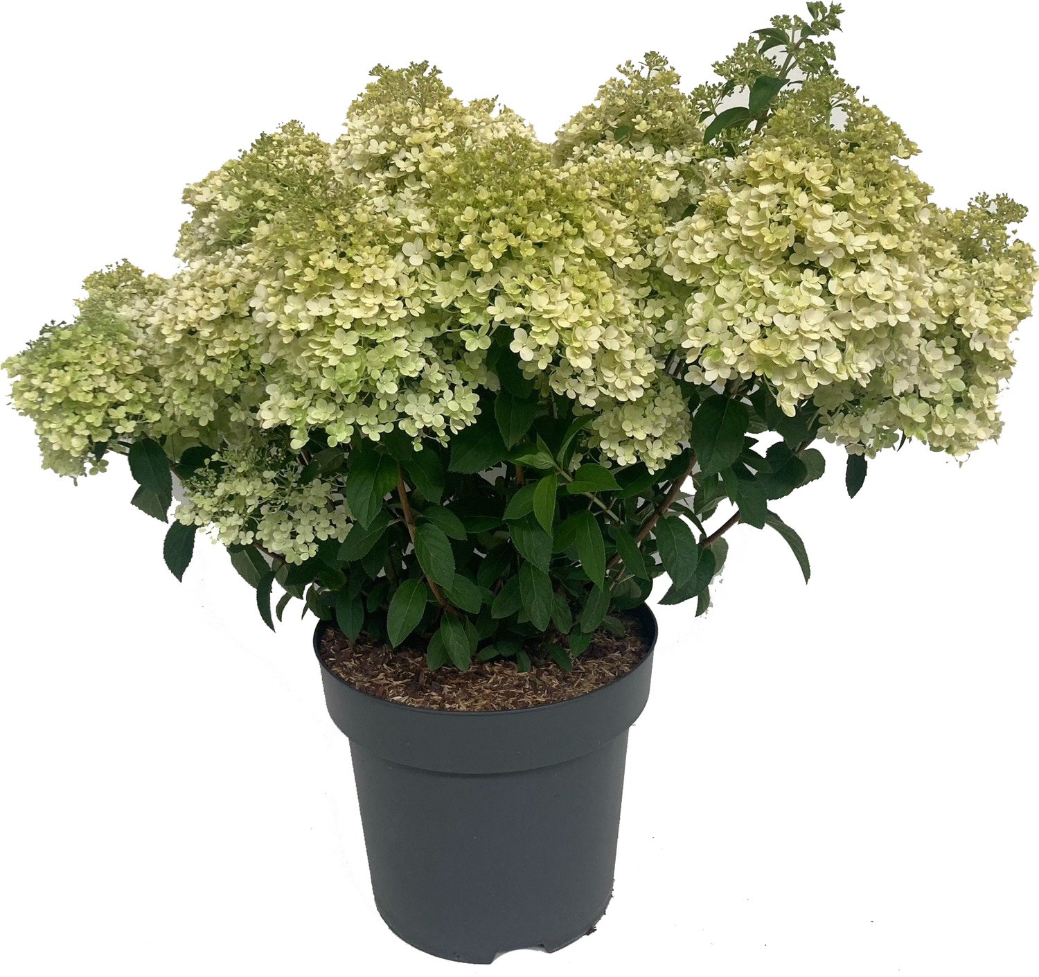 Pluimhortensia (Hydrangea paniculata 'Bobo') D 32 H 50 cm