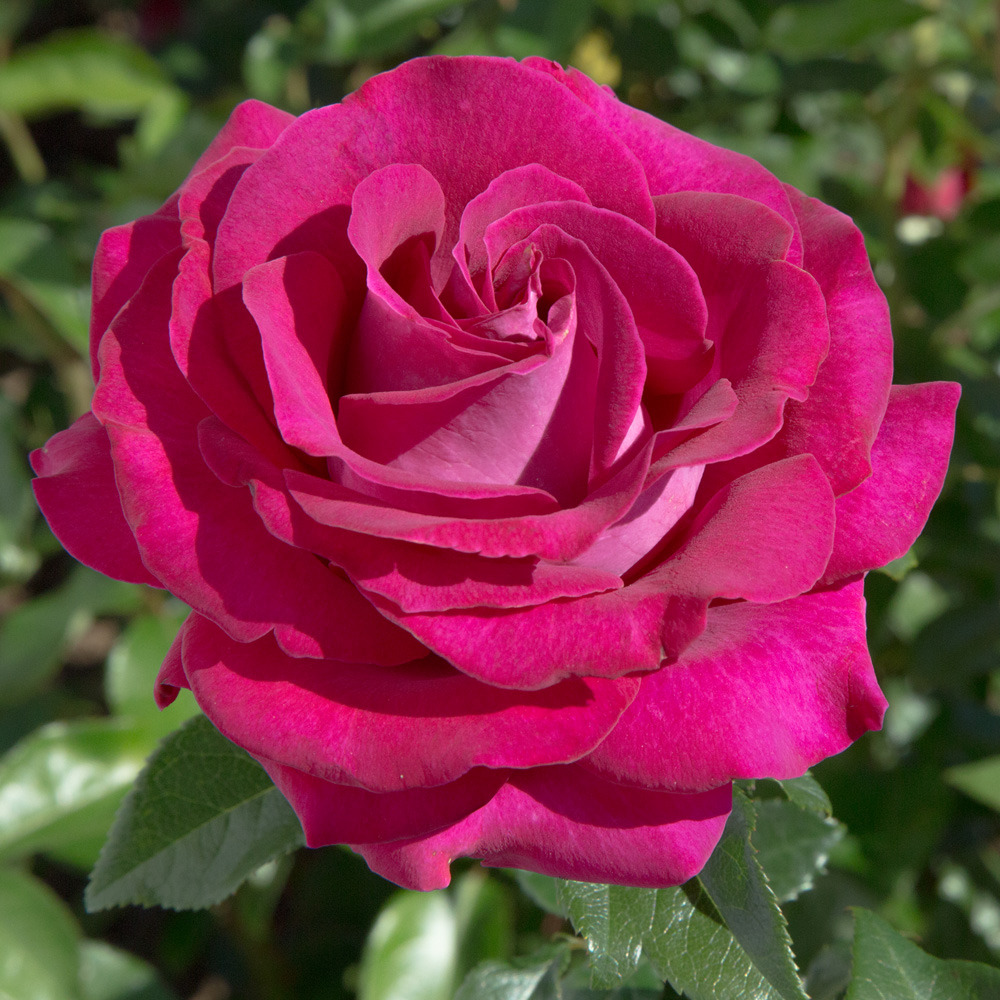 Rosier belles rives ® meizolnil le pot de 3l