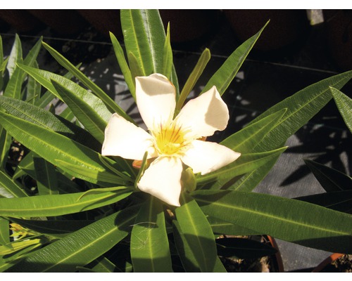 Oleander FloraSelf Nerum oleander H 40-60 cm Ø 20 cm pot
