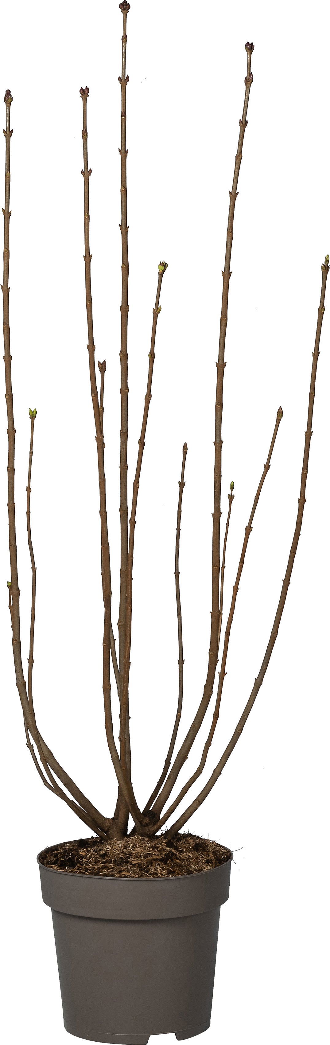 Sering (Syringa vulgaris 'Nadezhda') D 27 H 80 cm