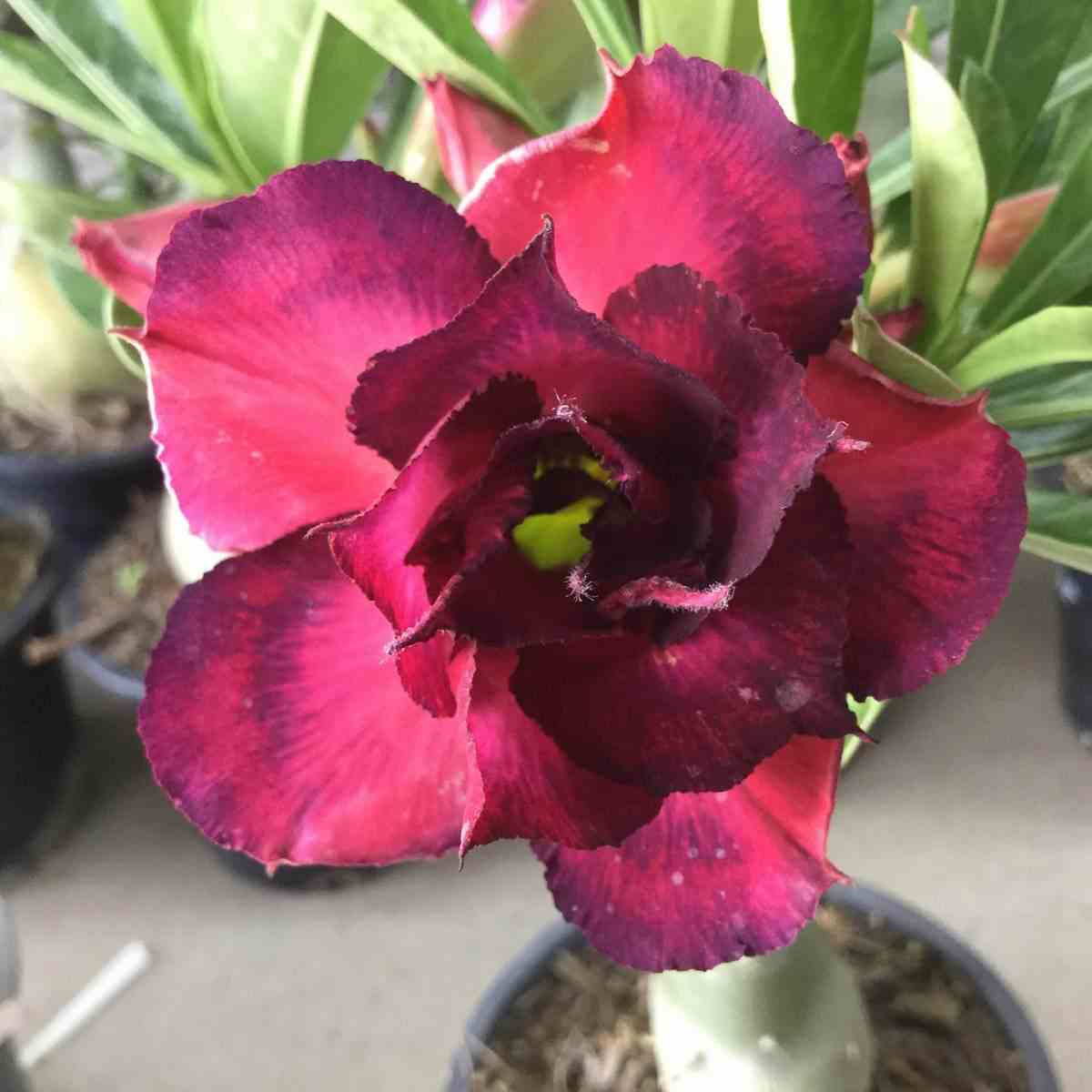 Adenium obesum cv.muang dang rouge - taille caudex d'environ 150g